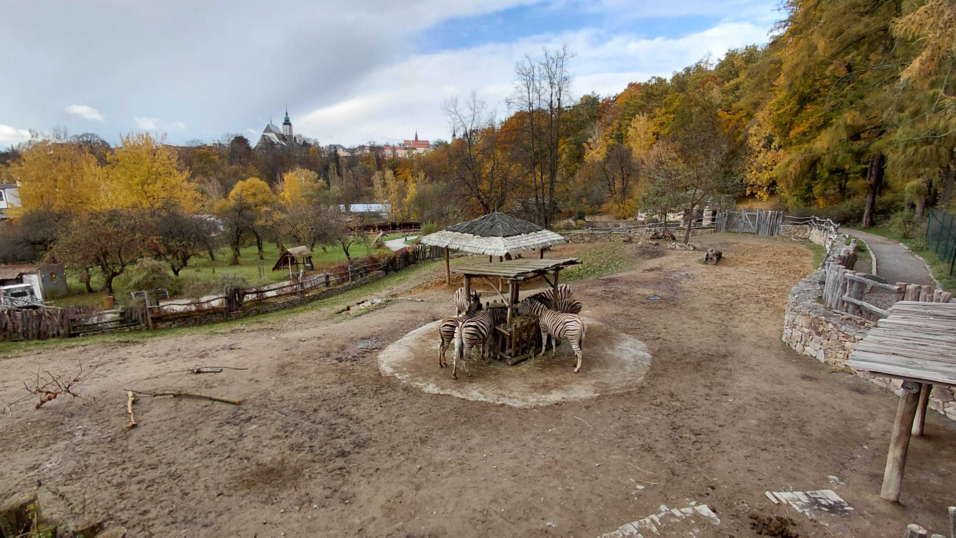 Burchell's zebra exhibit