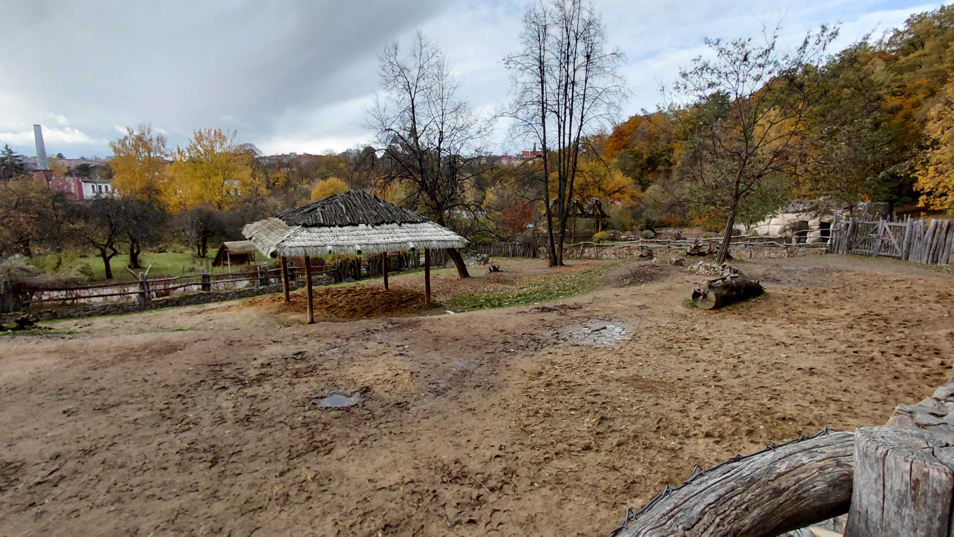 Burchell's zebra exhibit