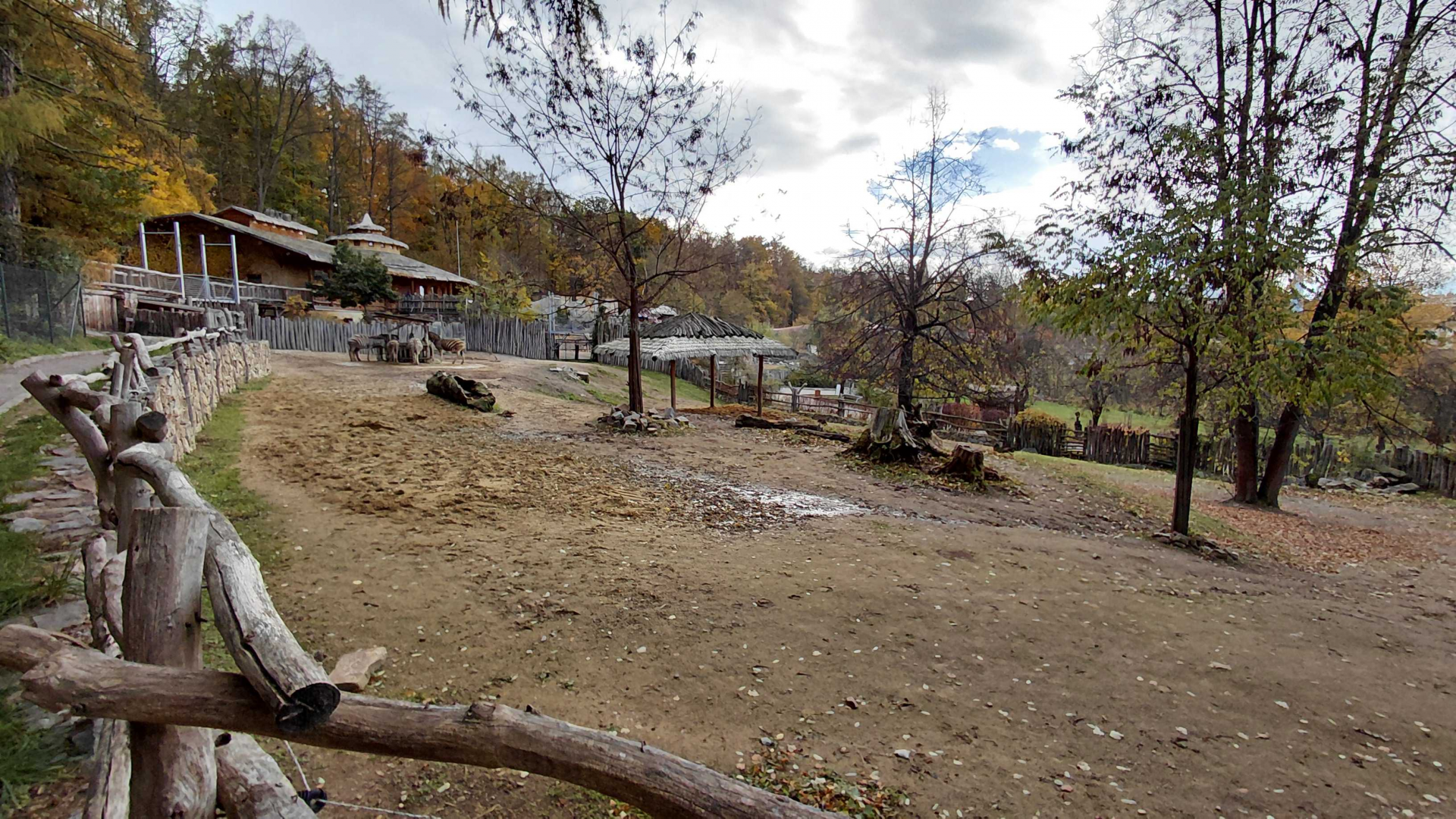 Burchell's zebra exhibit