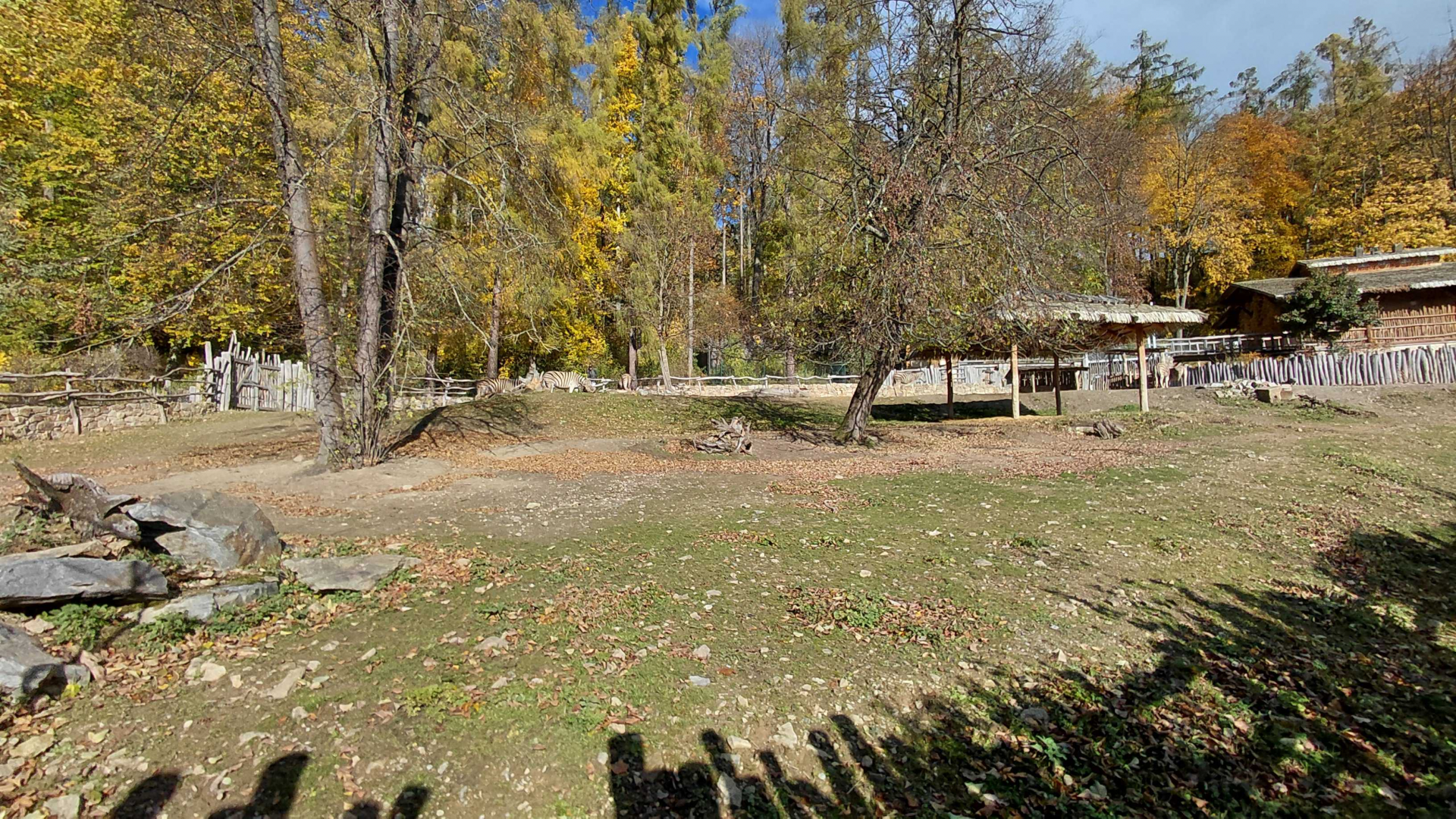 Burchell's zebra exhibit