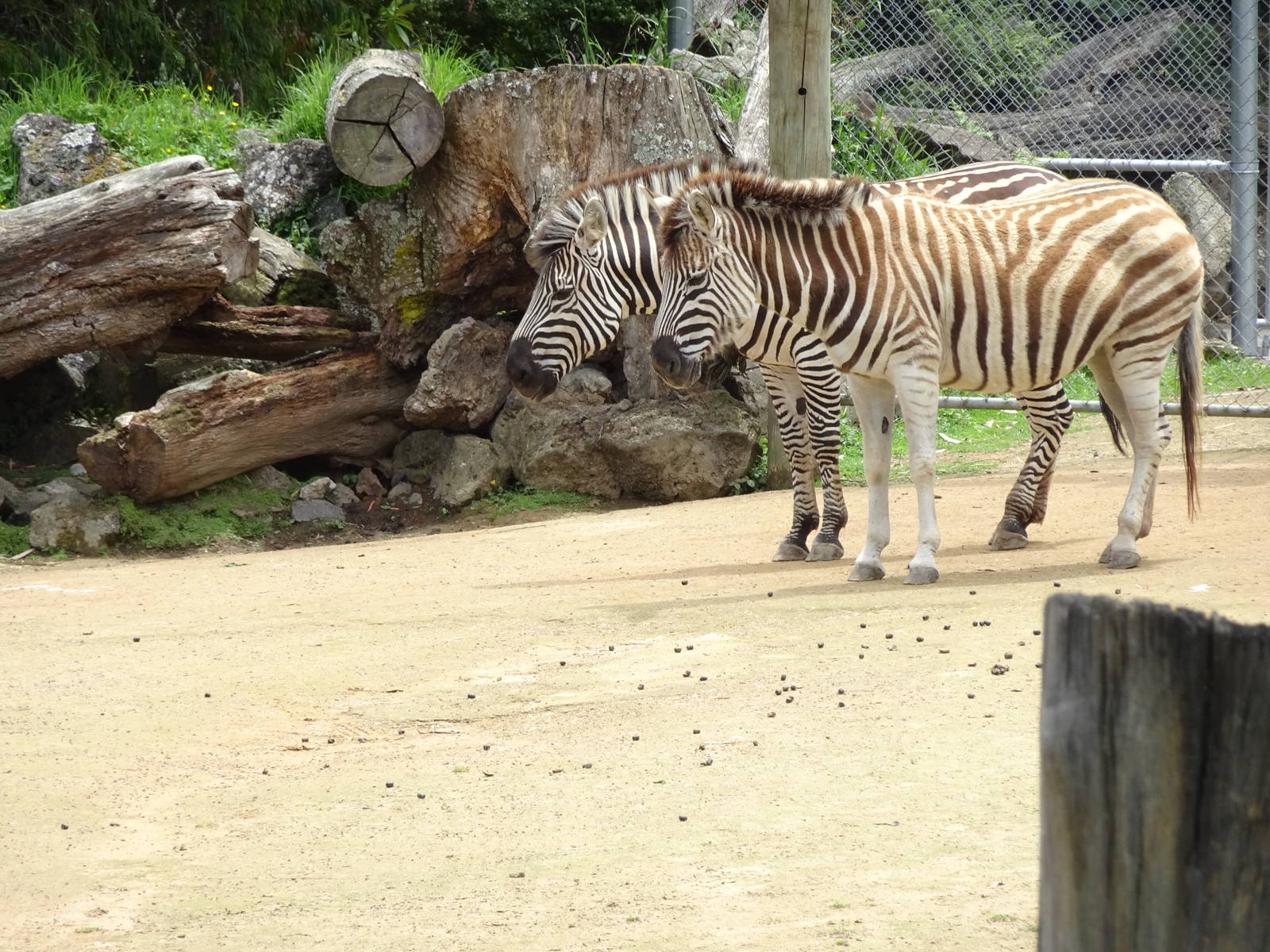 Burchell's Zebra, November 2015