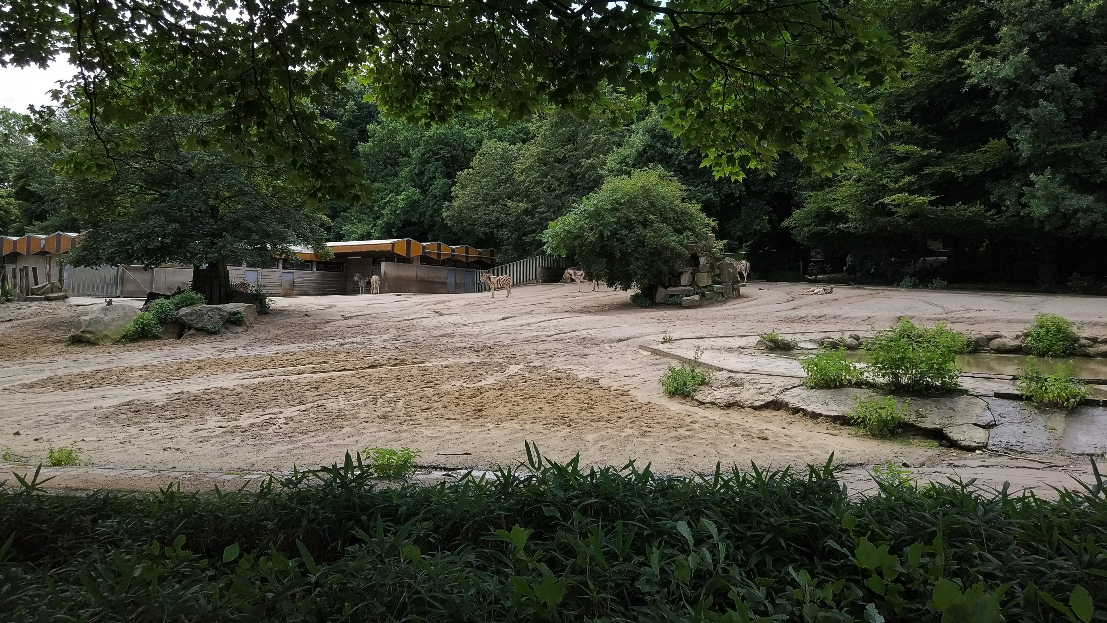 Burchell's Zebra Paddock