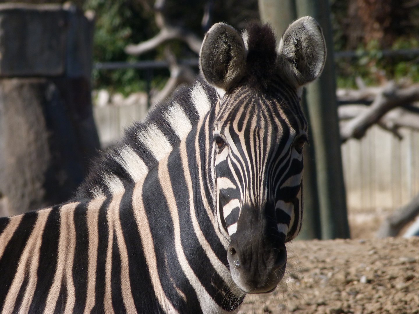 Burchell’s zebra -Zoo Aquarium de Madrid (2025)