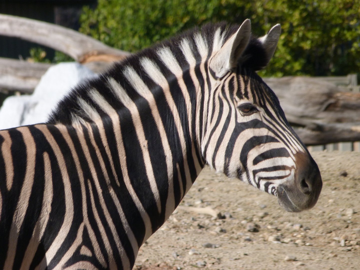 Burchell’s zebra -Zoo Aquarium de Madrid (2025)