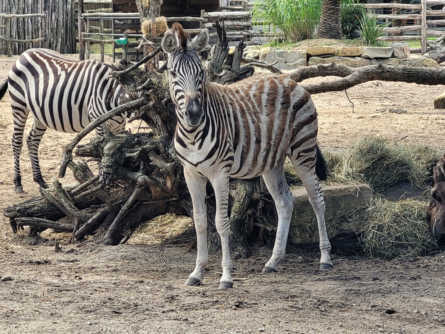 Burchell's zebra -Zoo de Labenne (2024)