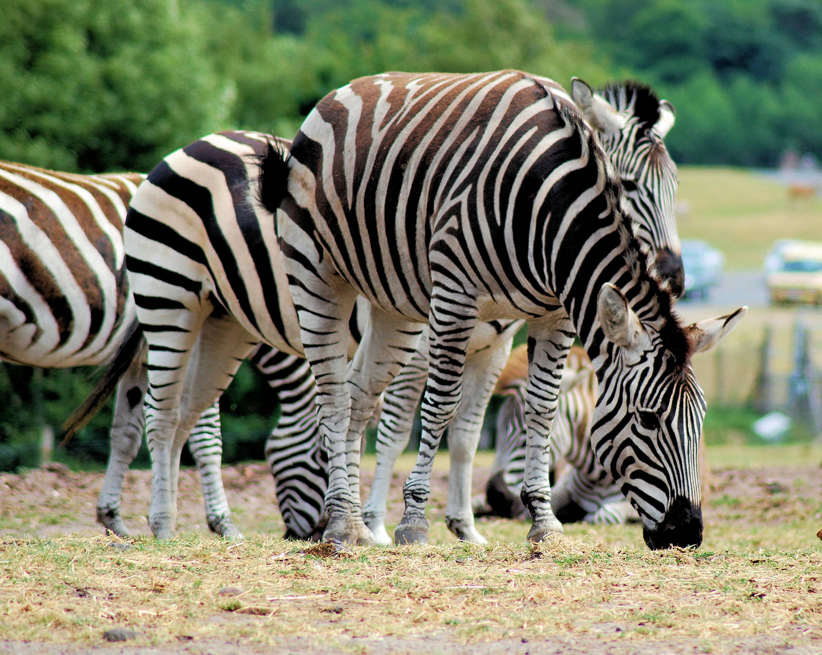 BURCHELLS ZEBRA
