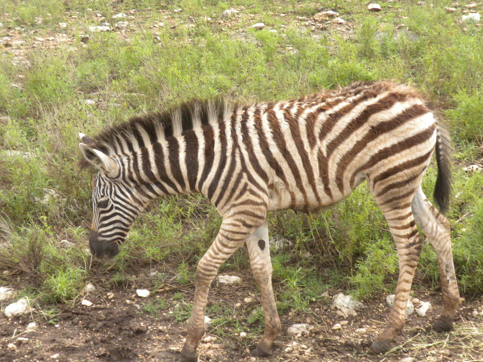 Burchell's Zebra