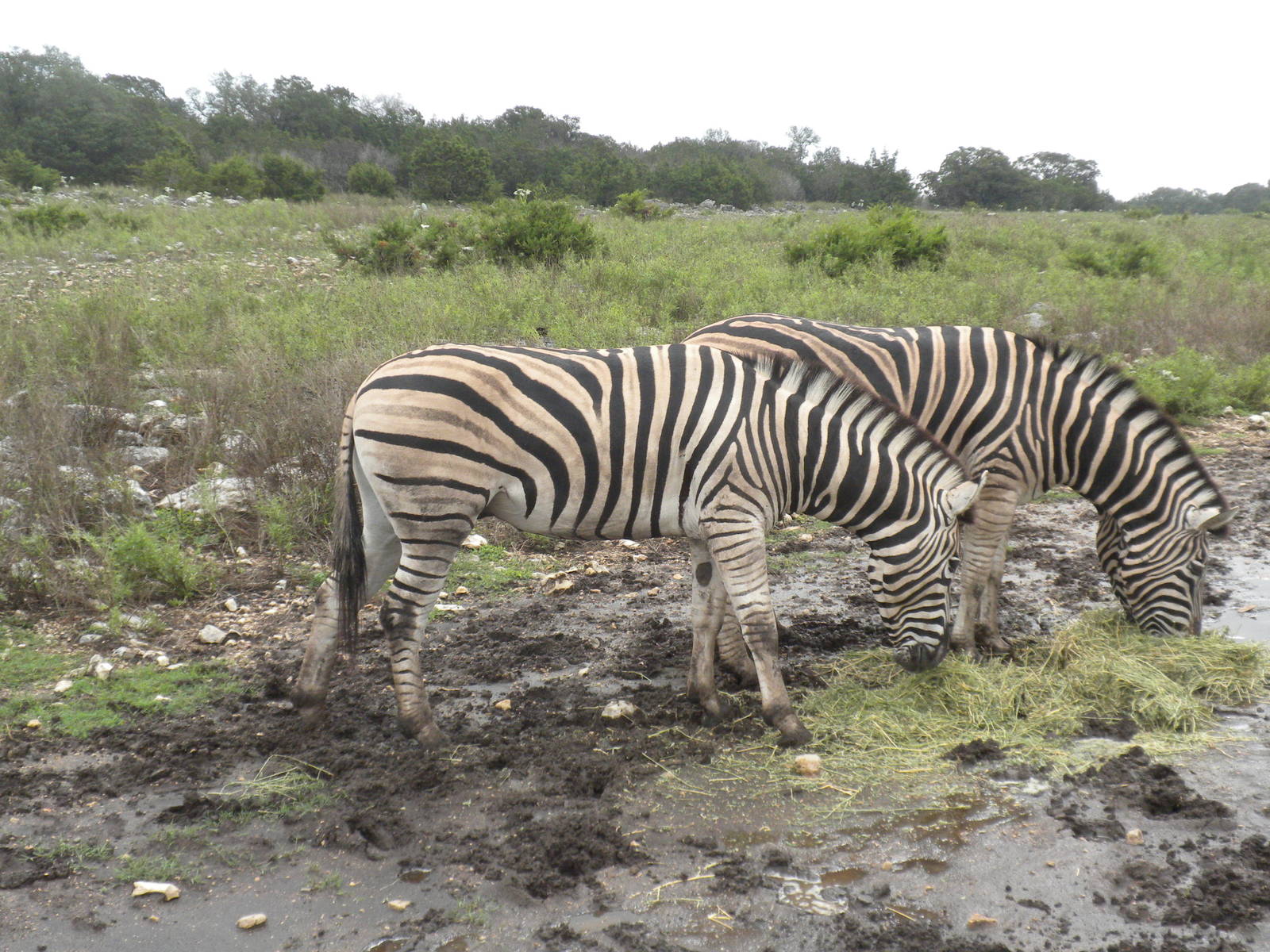 Burchell's Zebra