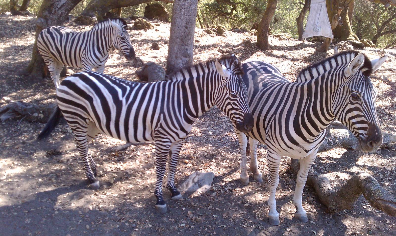 Burchell's zebra