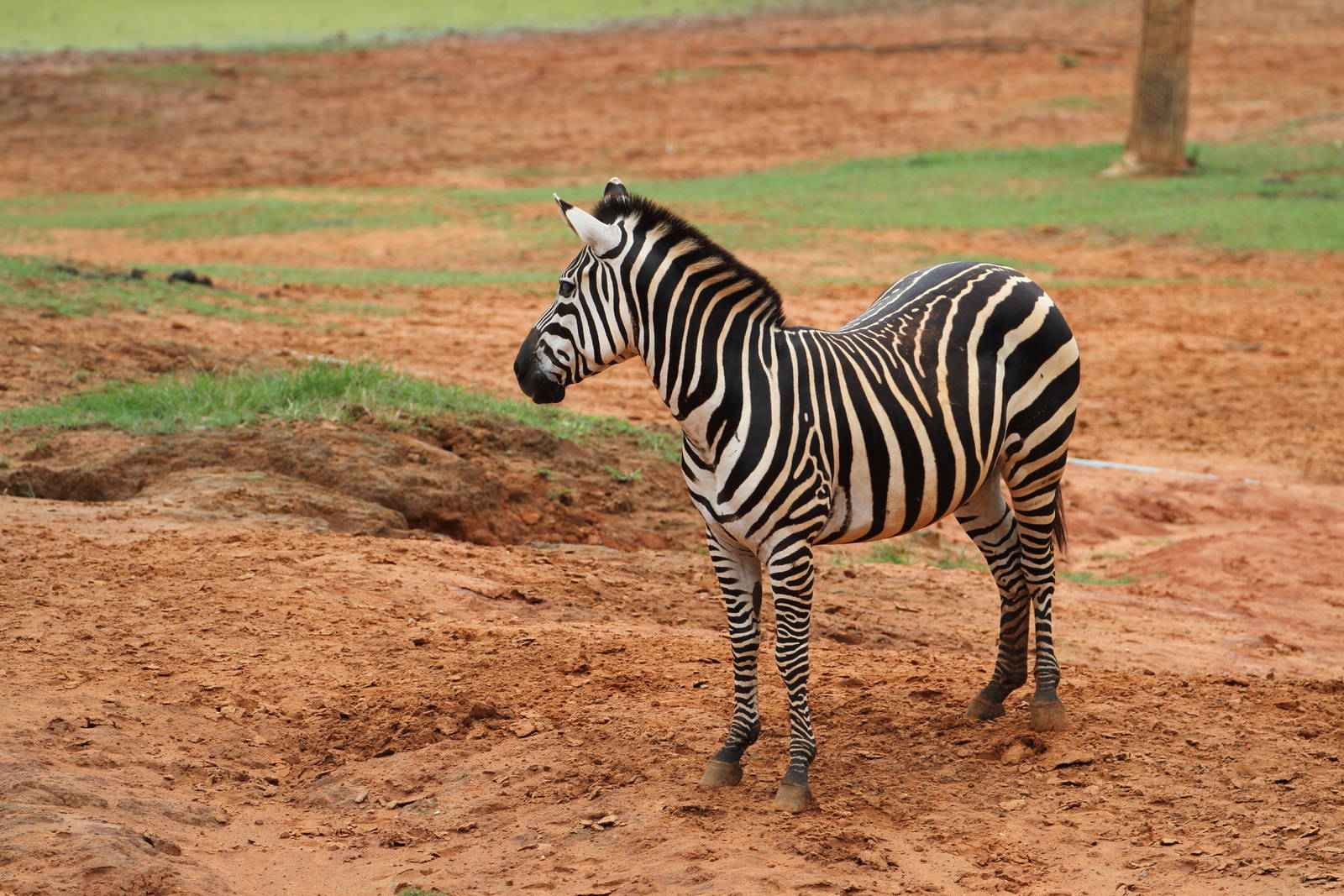 Burchell's Zebra