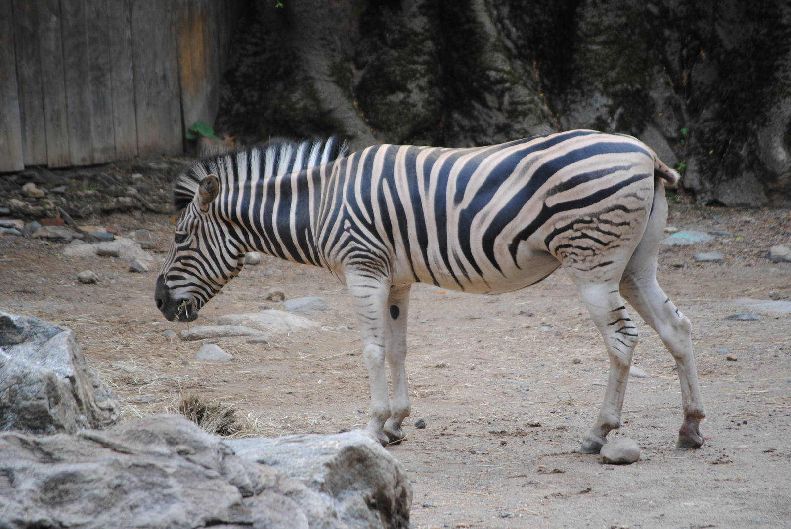 Burchell's Zebra