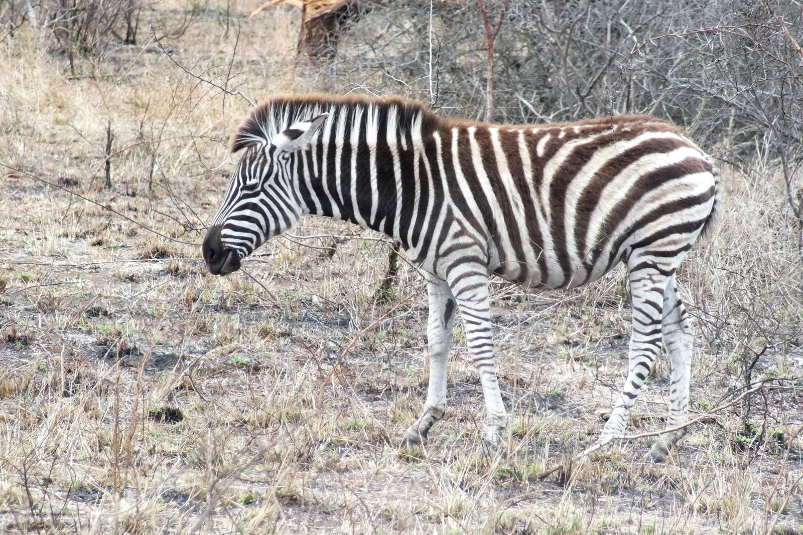 Burchell's Zebra
