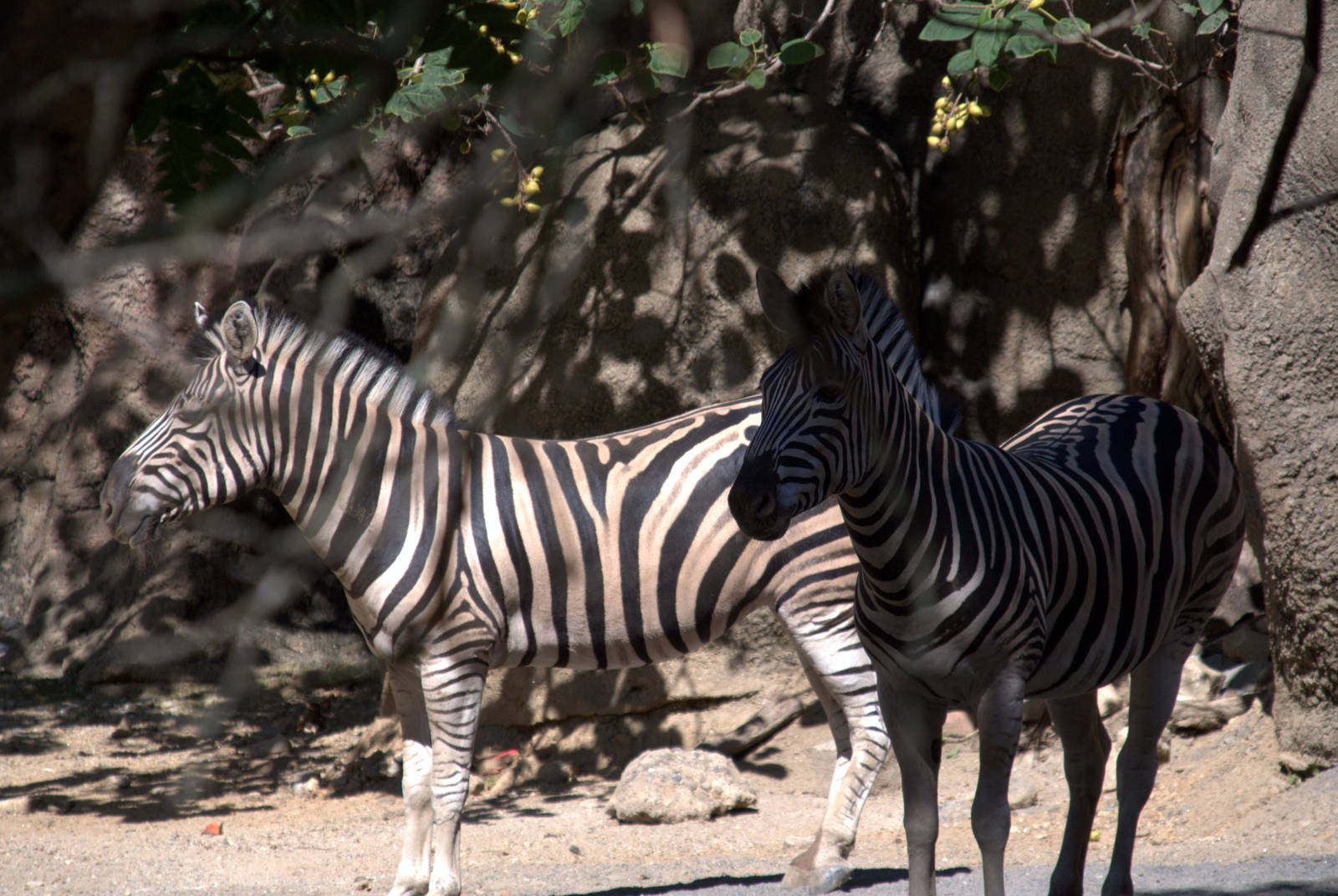 Burchell's Zebra