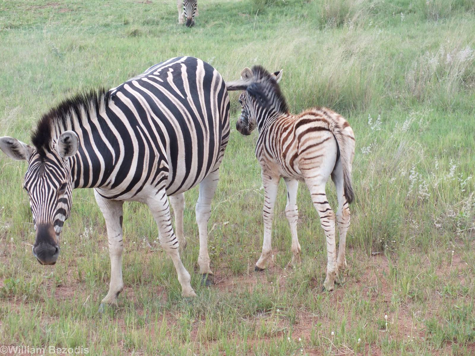 Burchell's Zebra