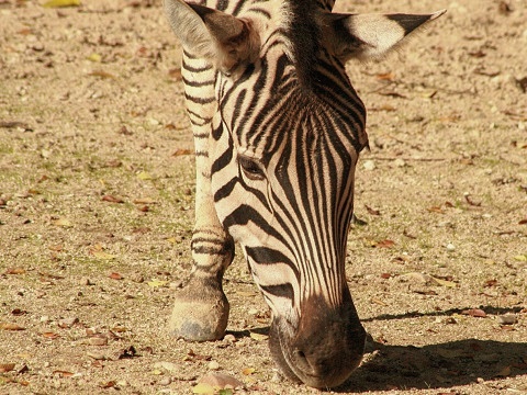 Burchell's Zebra