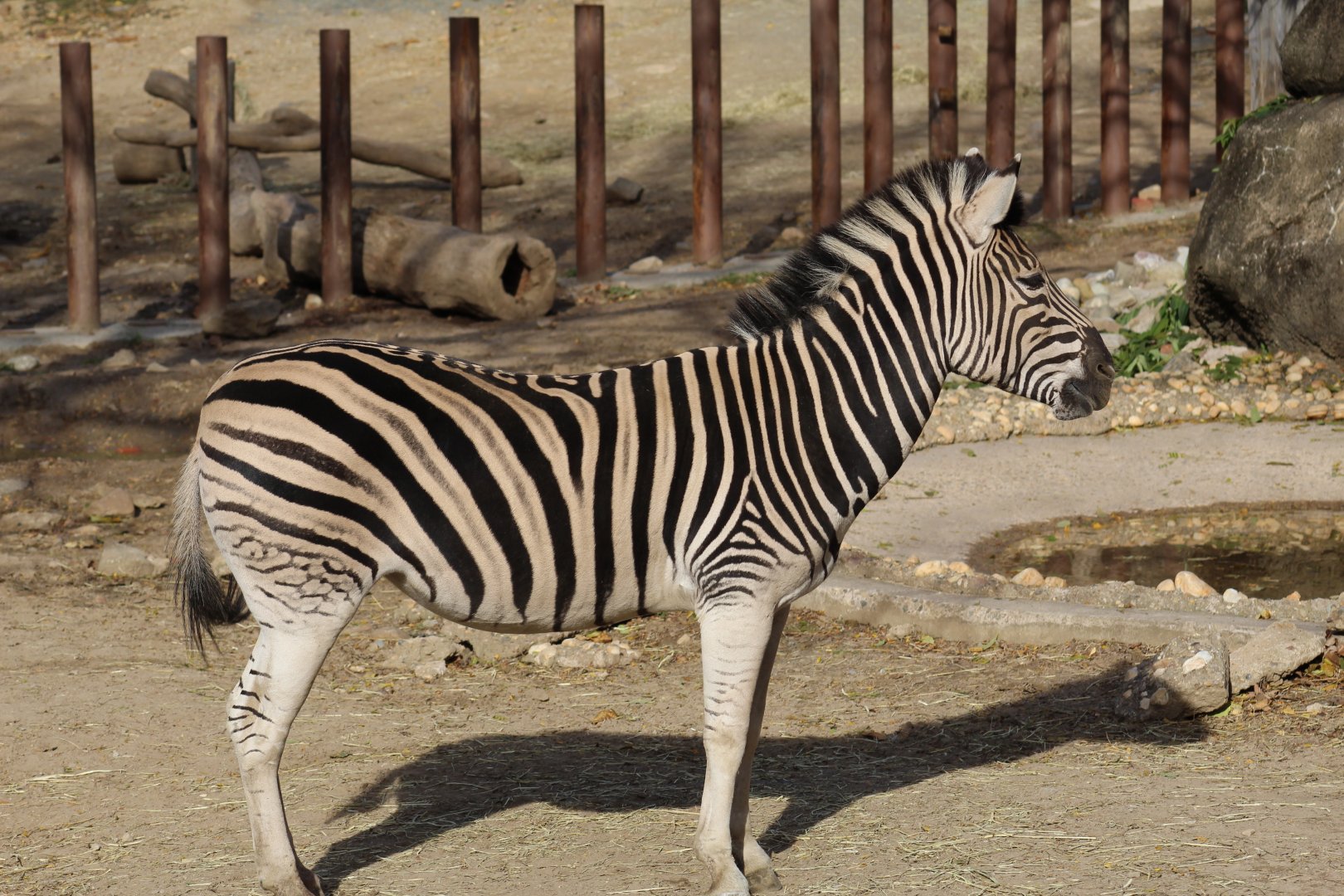 Burchell's Zebra