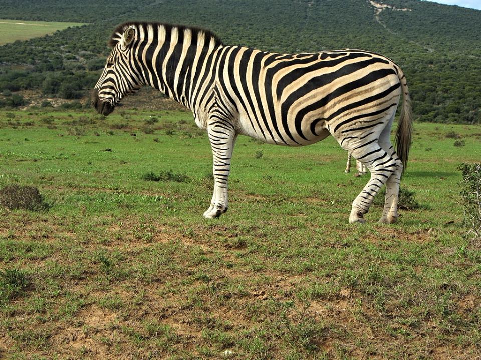 Burchell's Zebra