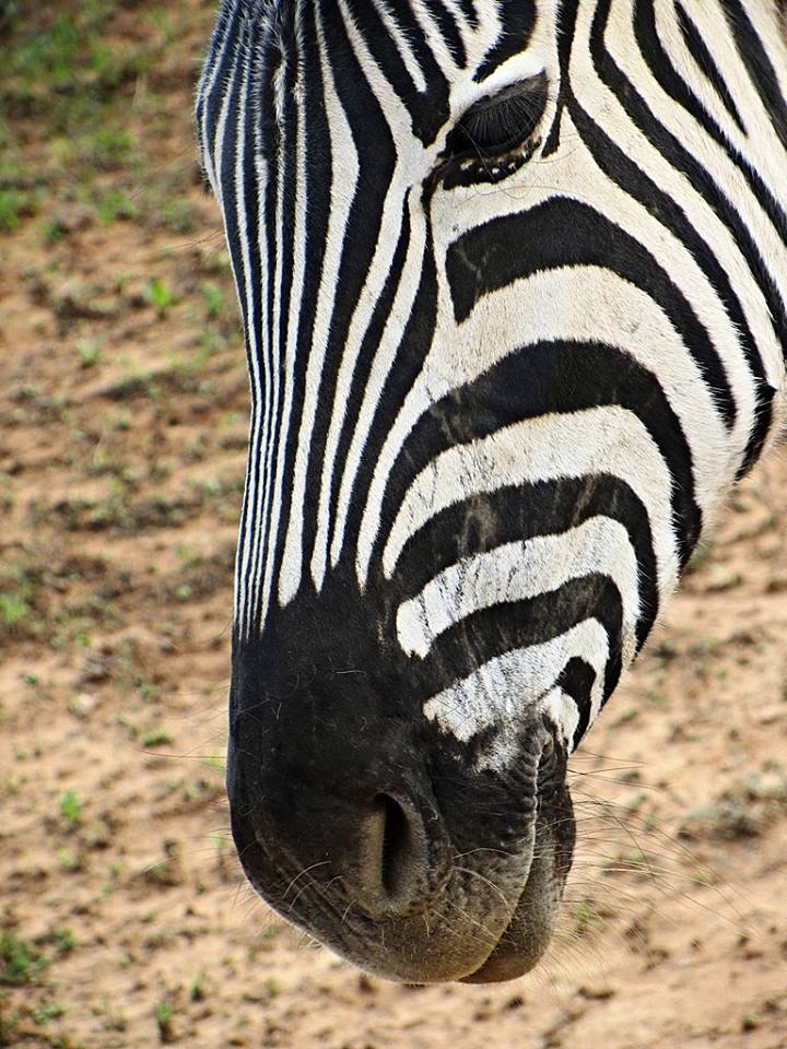 Burchell's Zebra