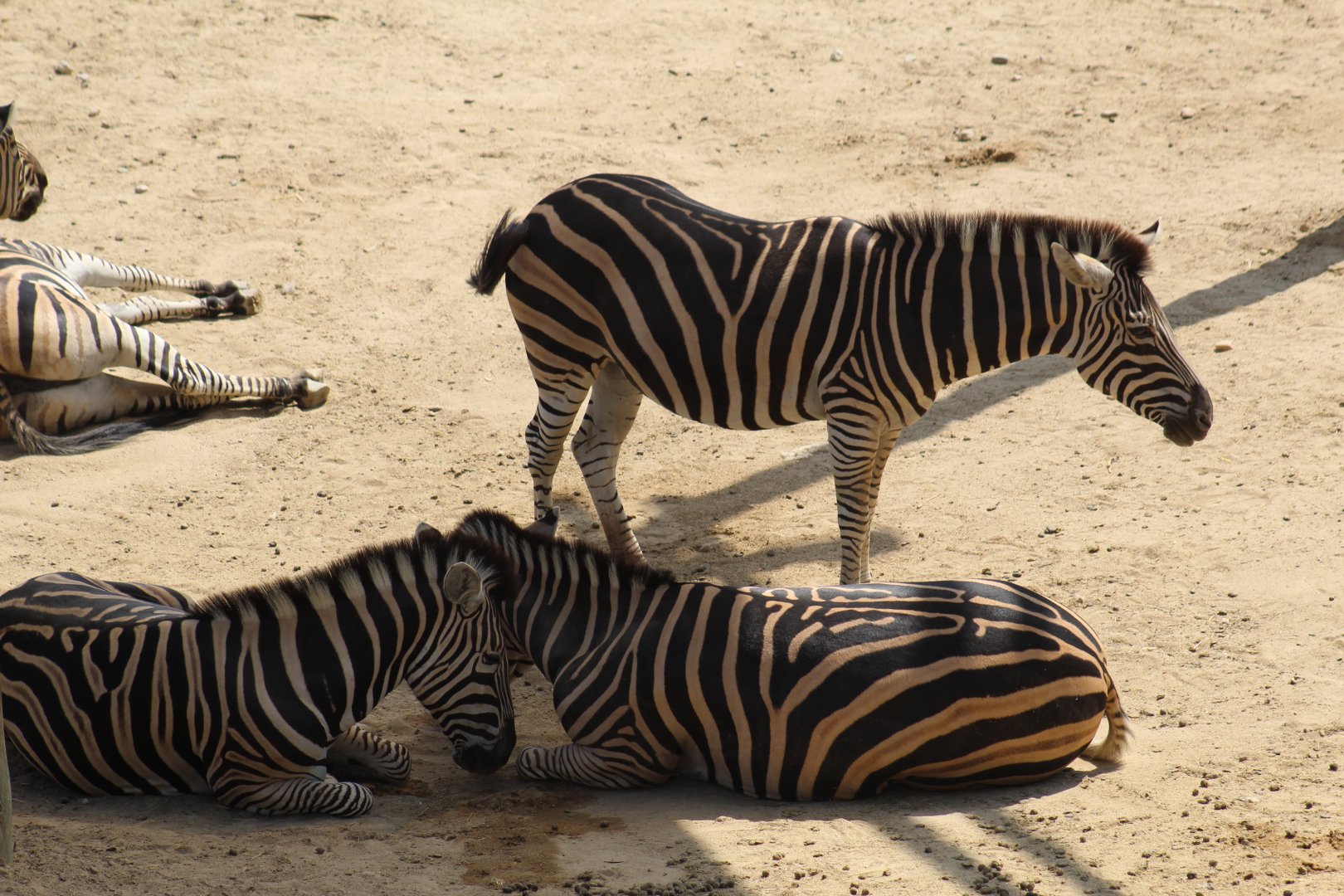 Burchell's Zebra