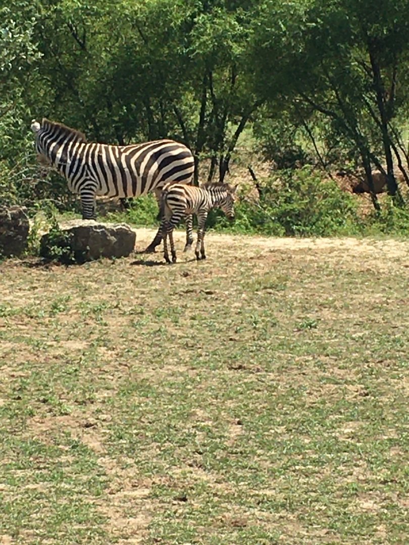 Burchell's Zebra