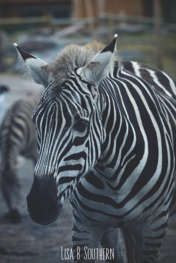 Burchell's Zebra