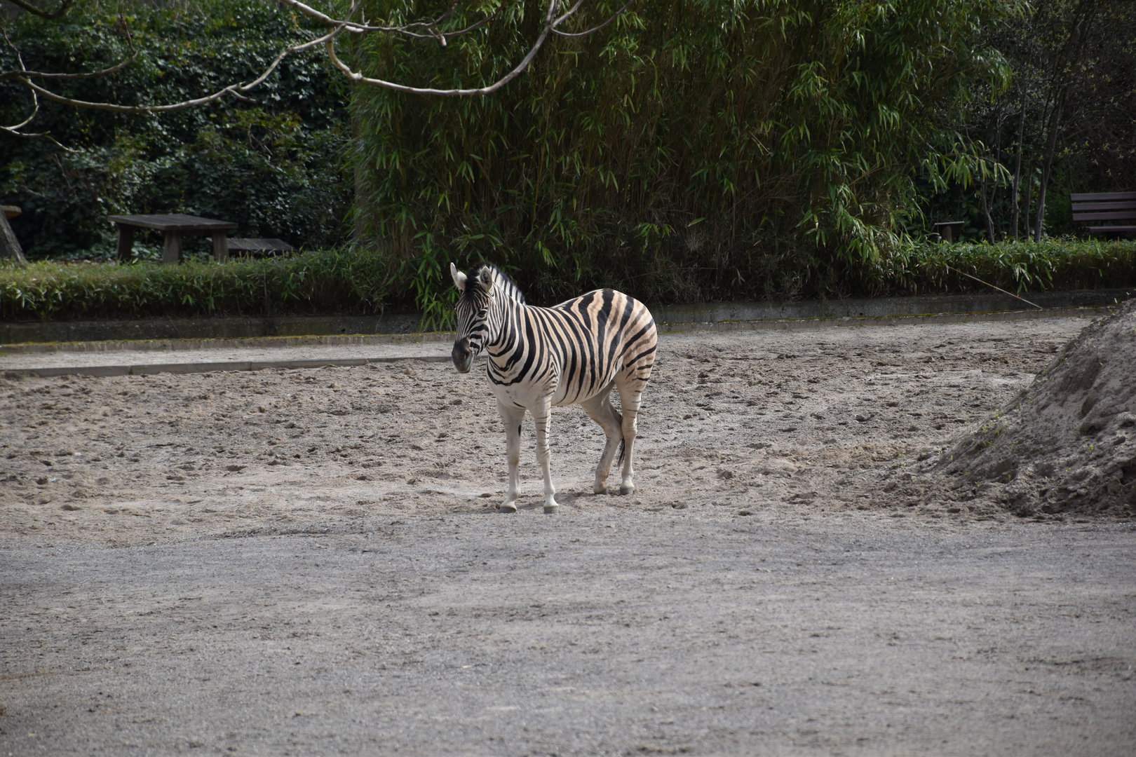 Burchell's zebra