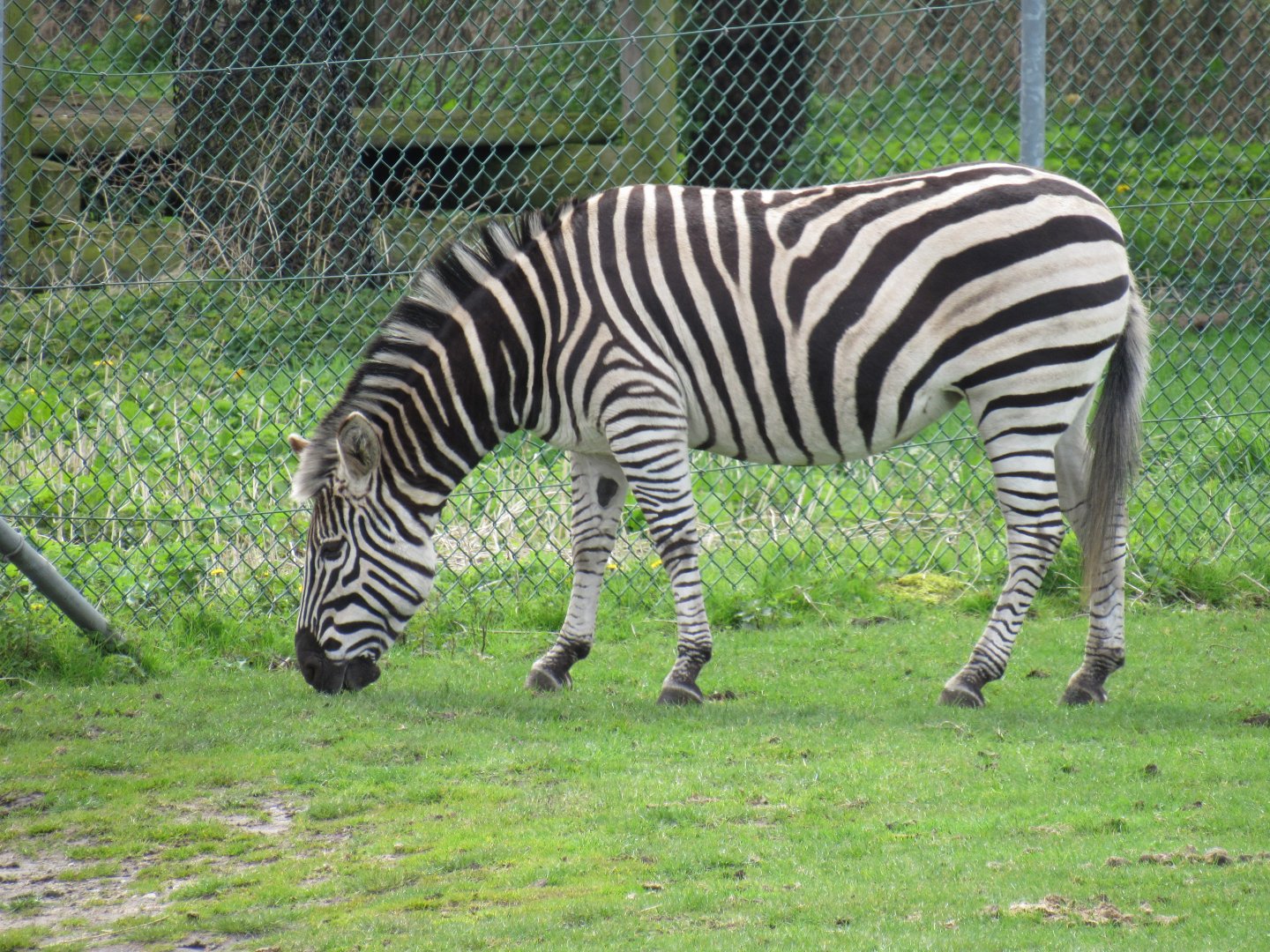 Burchell’s zebra