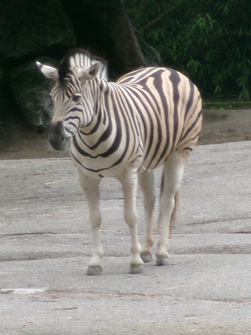 Burchell's zebra