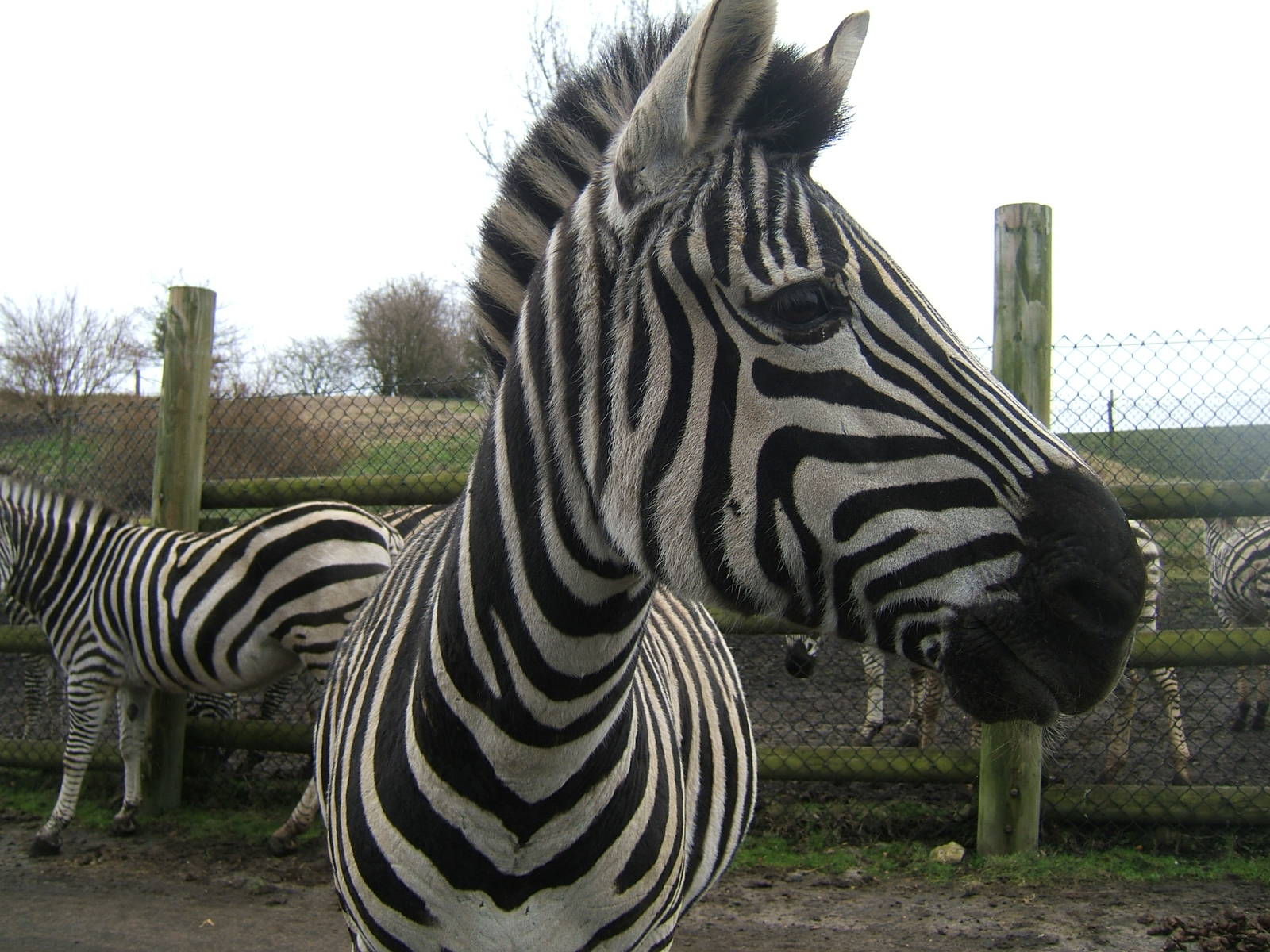 Burchell's zebras at West Midland Safari Park, 13 February 2010