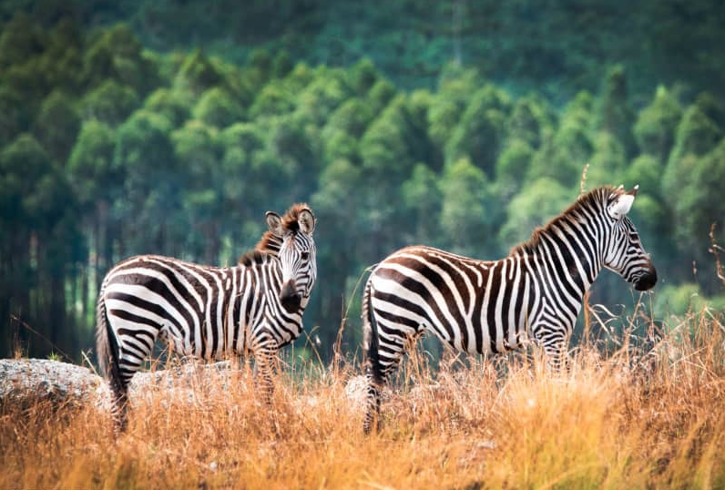 Burchell's Zebras (Equus quagga burchelli)