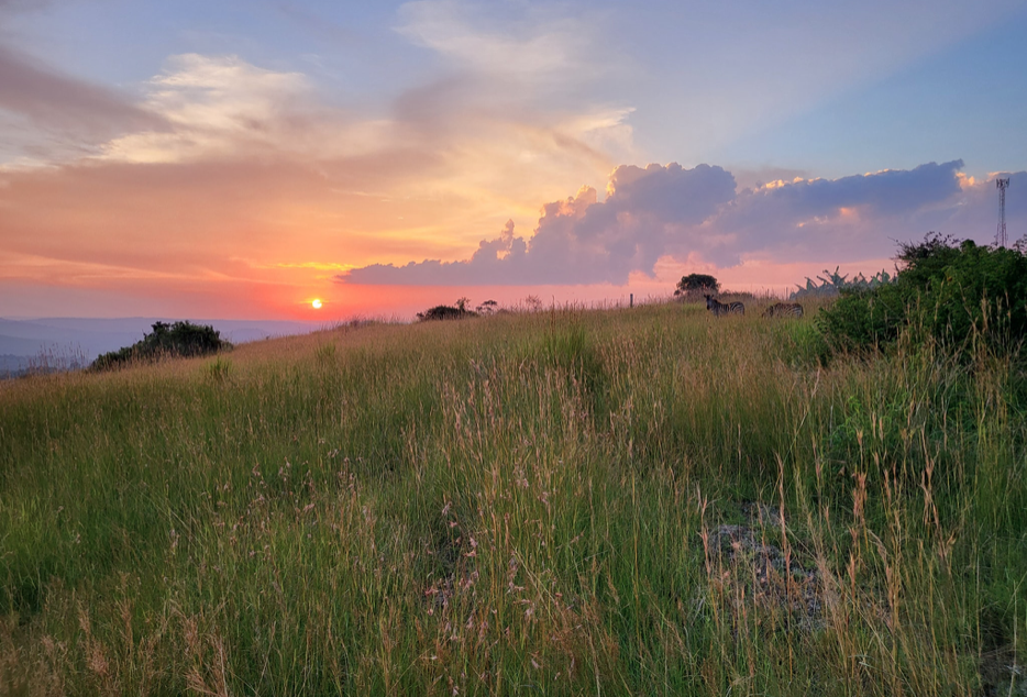 Burchell's Zebras grazing at sunset