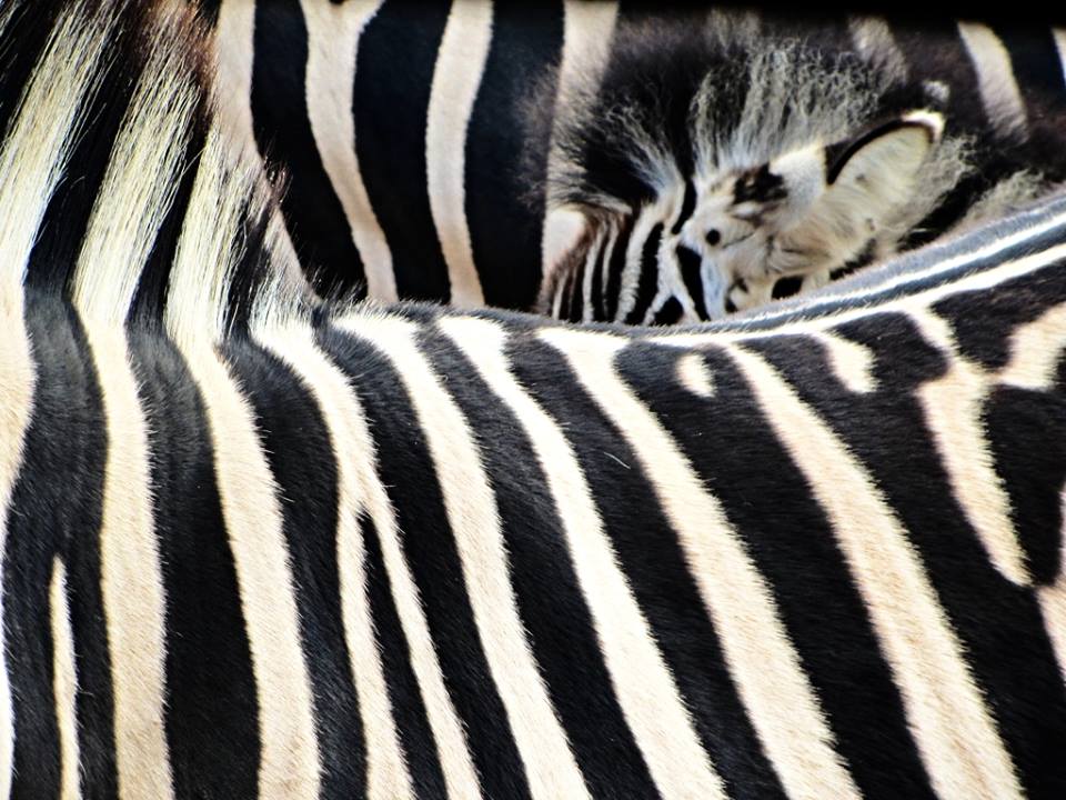 Burchell's Zebras in Detail