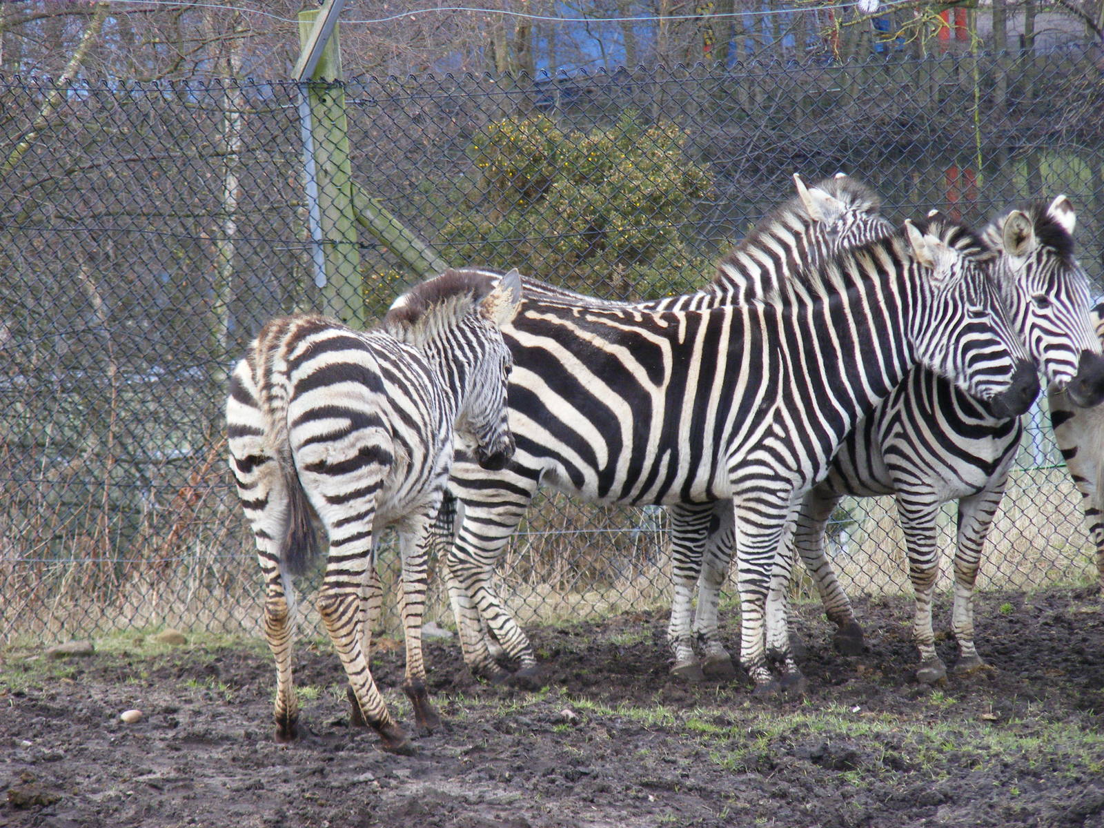 Burchell's zebras with foal at West Midland Safari Park, 13 February 2010
