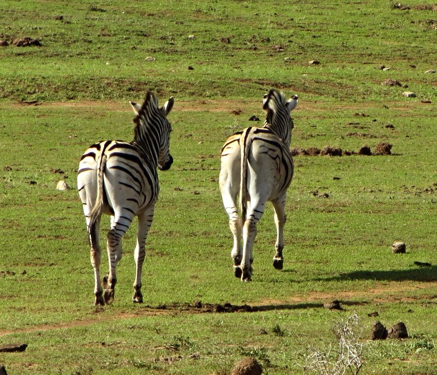Burchell's Zebras