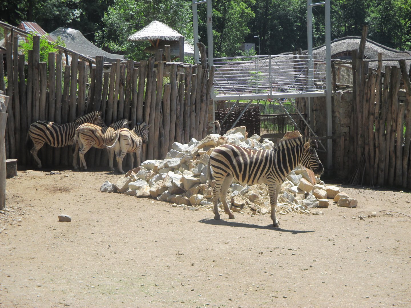 Burchell's zebras