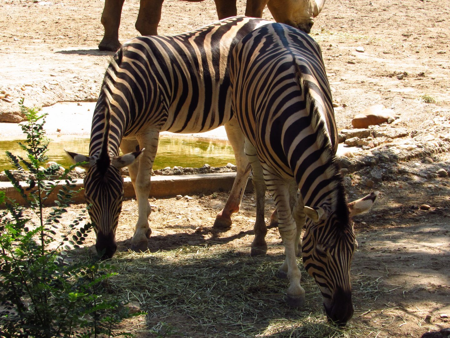 Burchell's Zebras