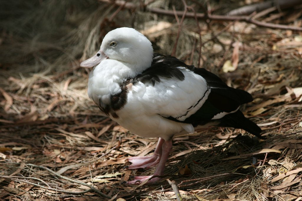 Burdekin Duck (or Radjah Duck)