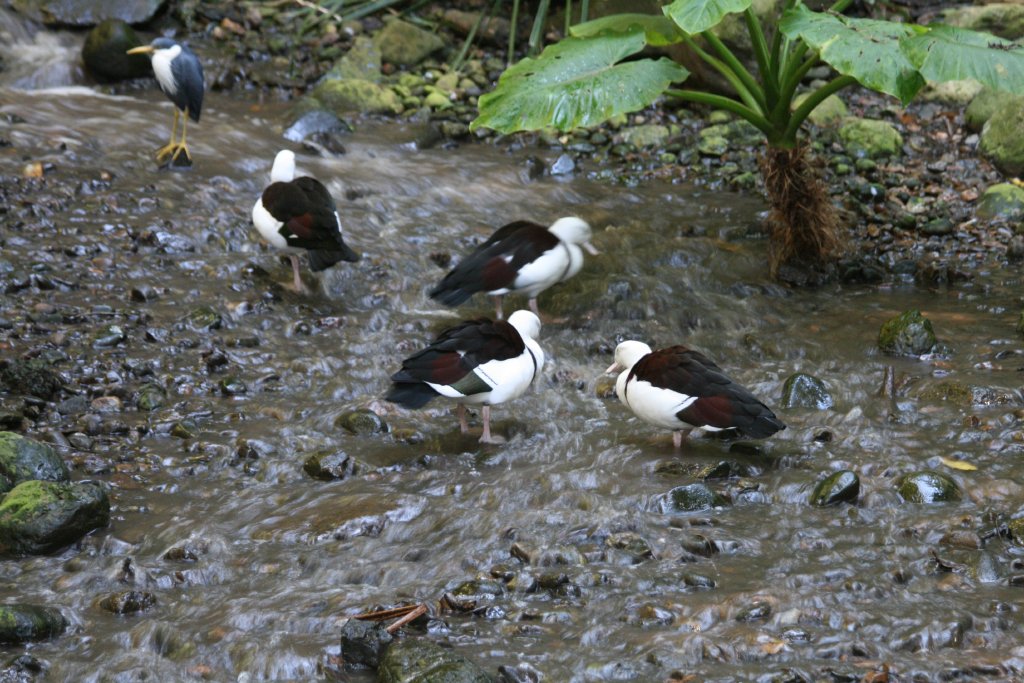 Burdekin Ducks