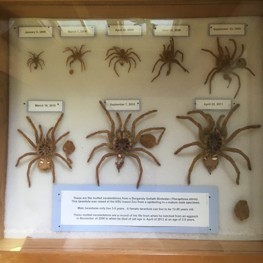 Burgandy Goliath Birdeater Molts