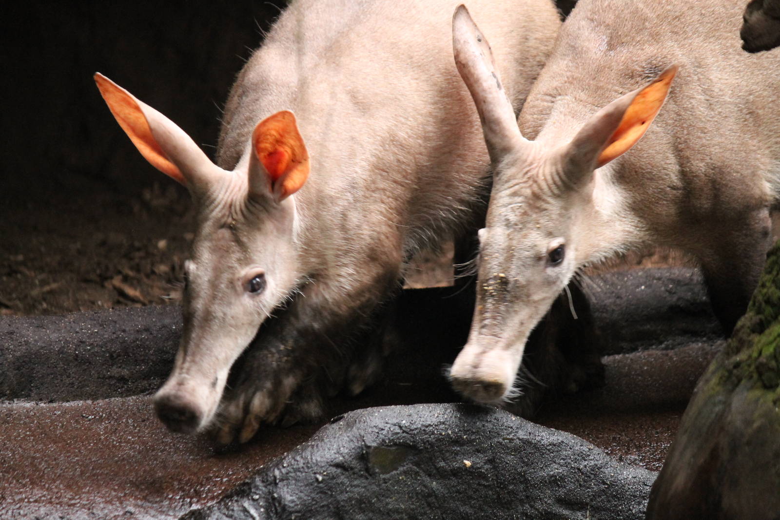 Burgers' Bush - Aardvarks