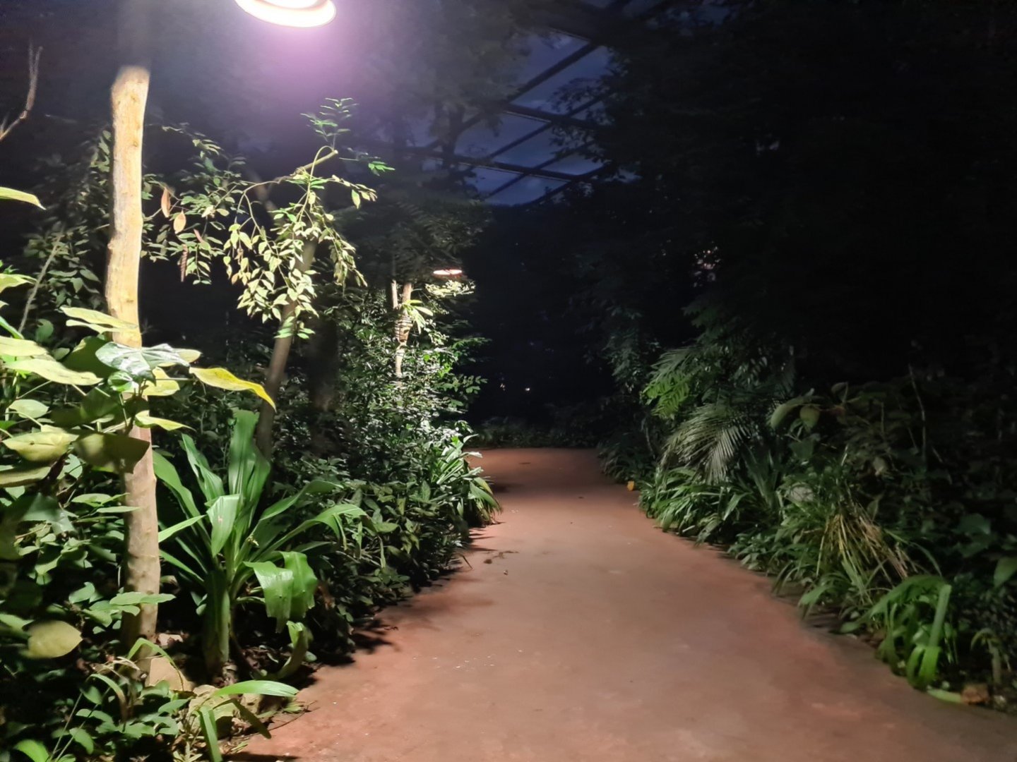 Burgers' Bush at night