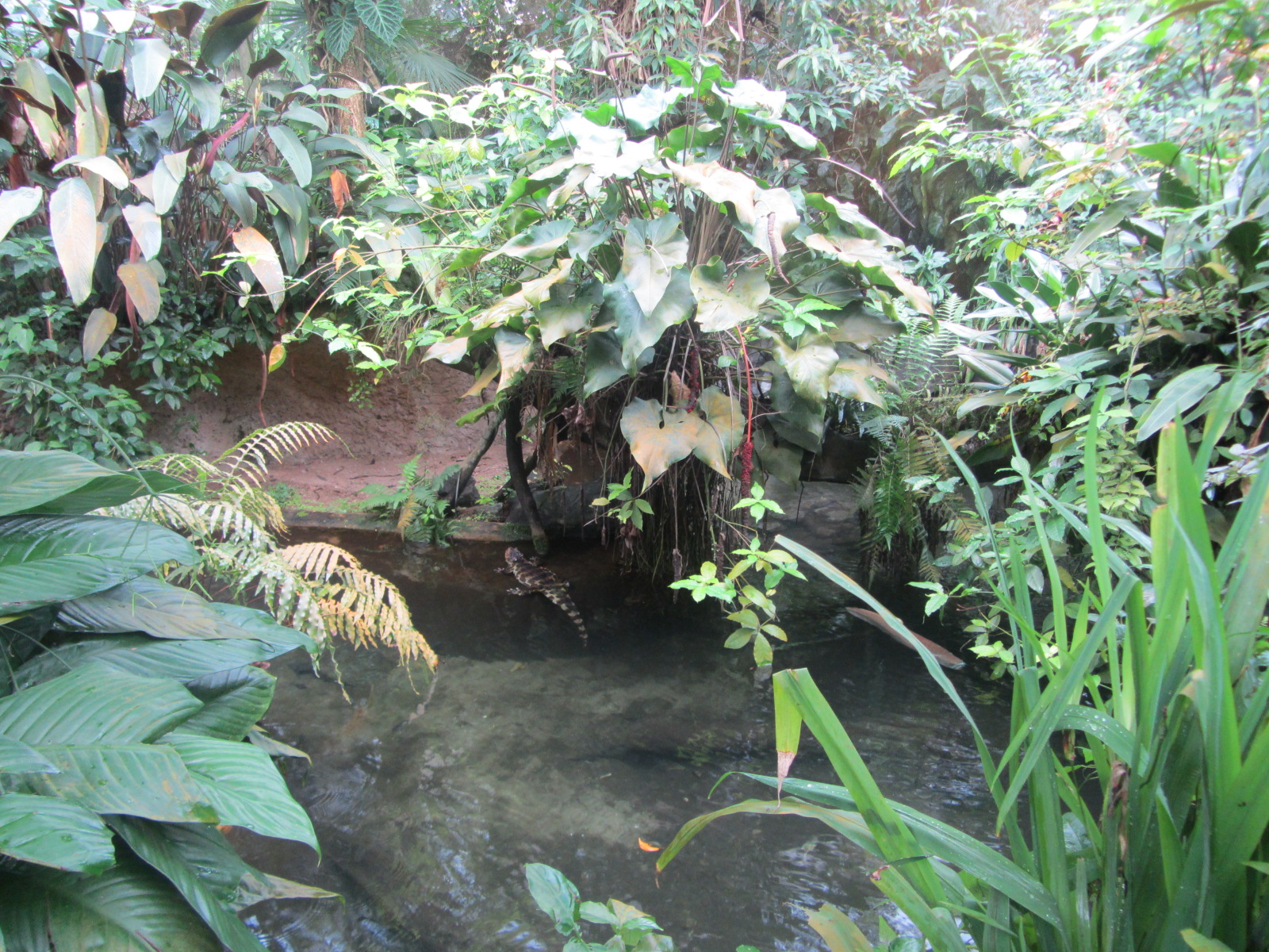 Burgers' Bush - Caiman enclosure