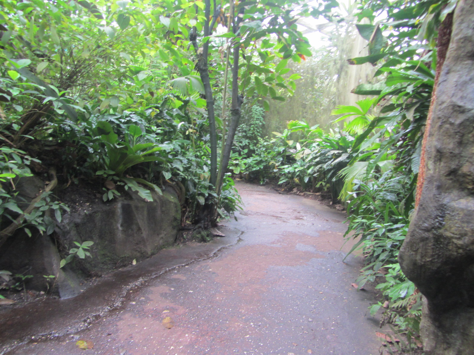 Burgers' Bush - Caiman part