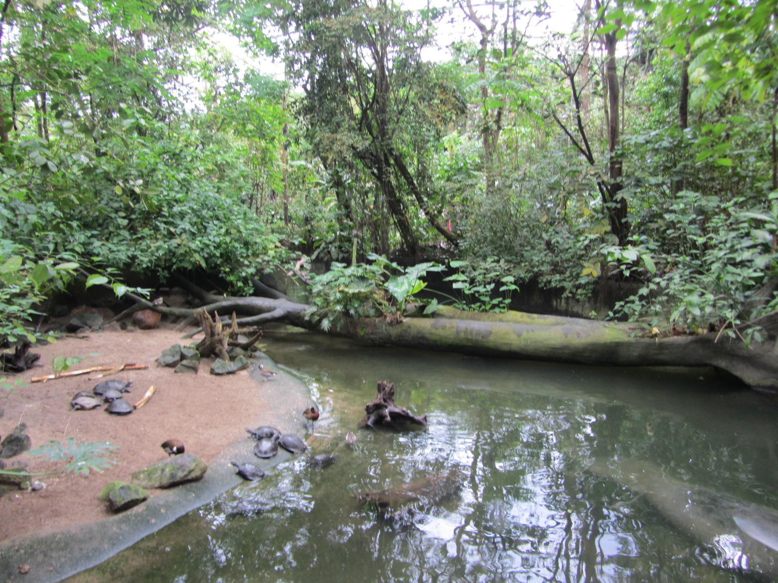 Burgers' Bush - Capibara beach