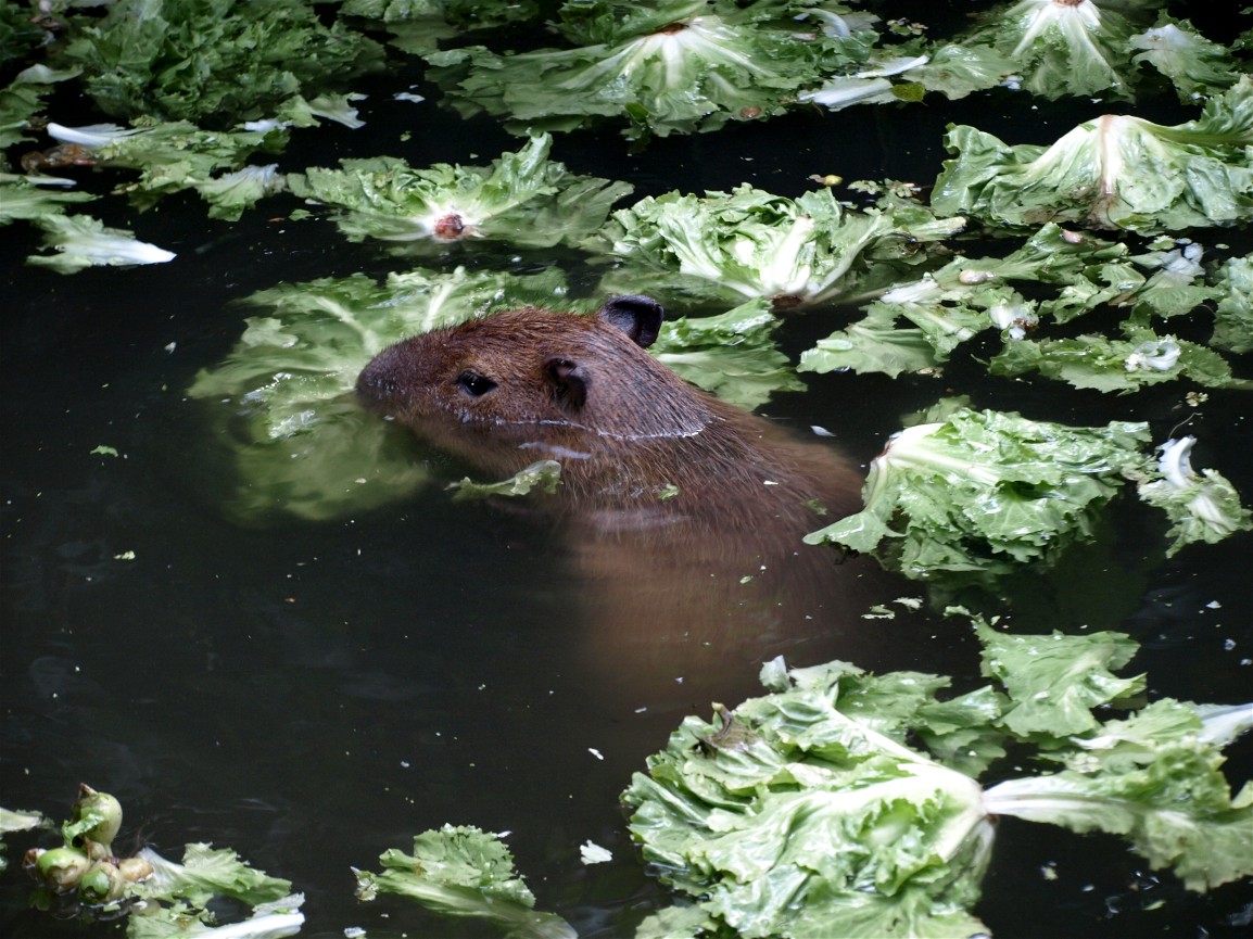 Burgers Bush - Capybara