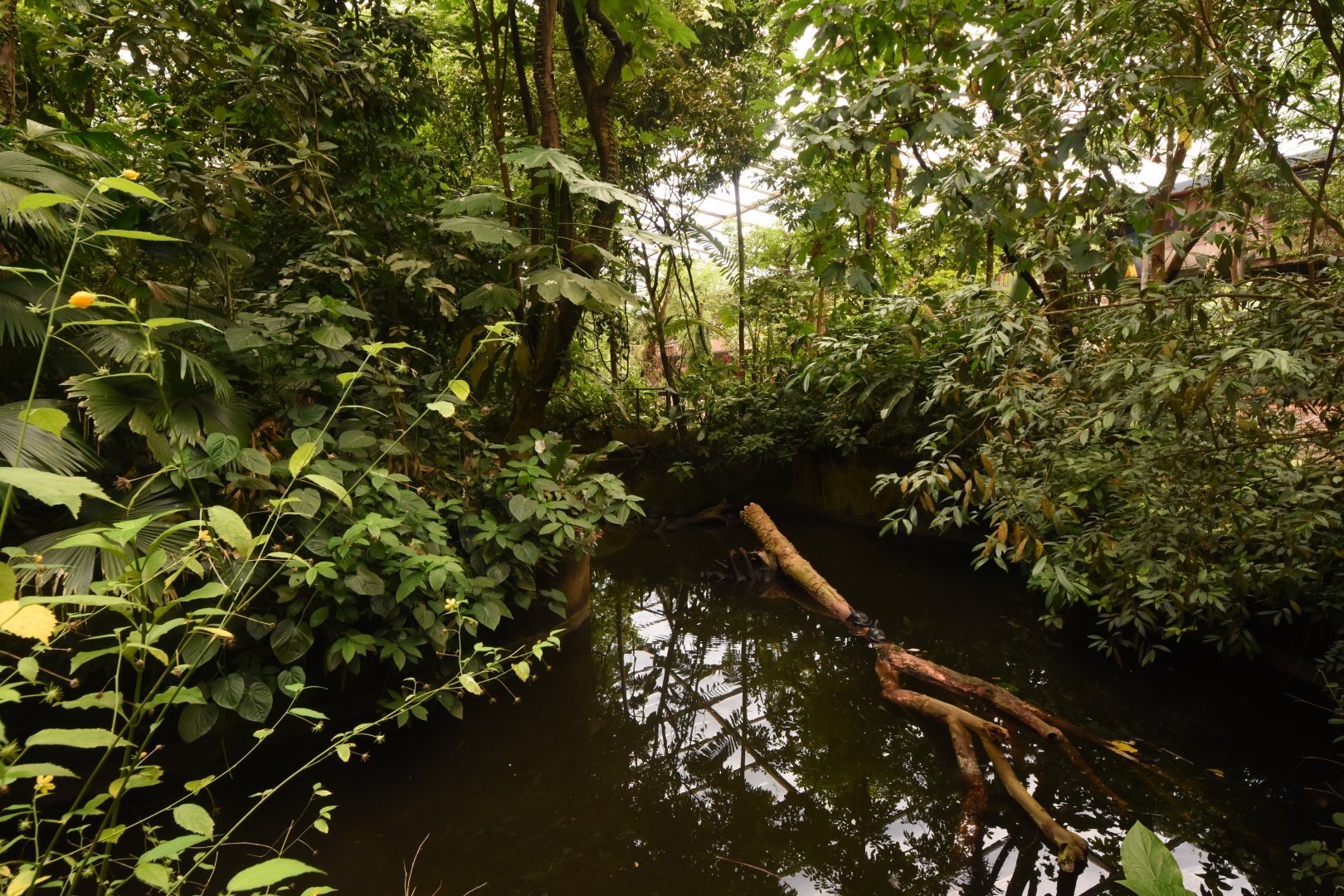 Burgers' Bush - Former Manatee pool