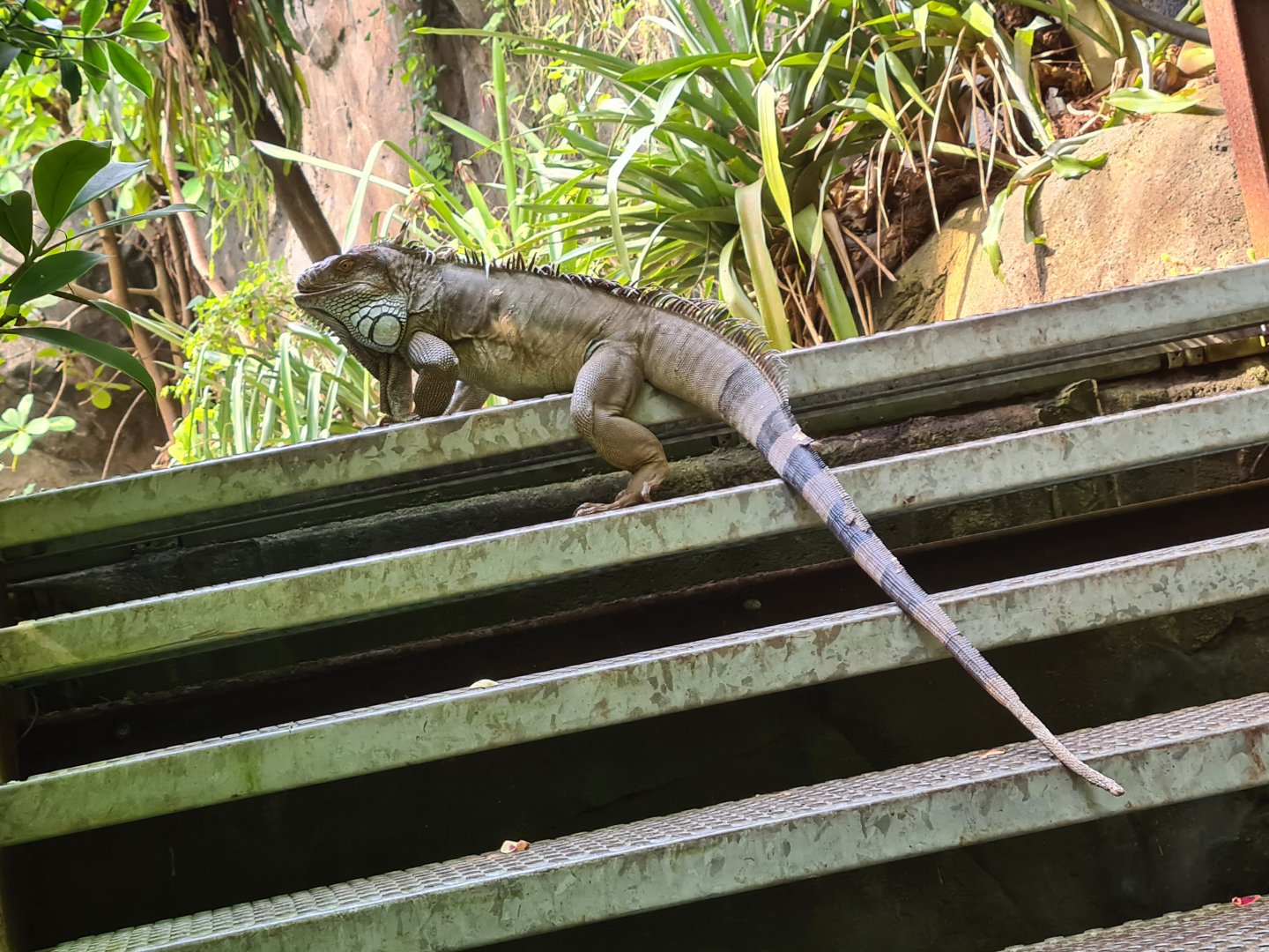 Burgers' Bush - Free-roaming green iguana blocking the stairs!