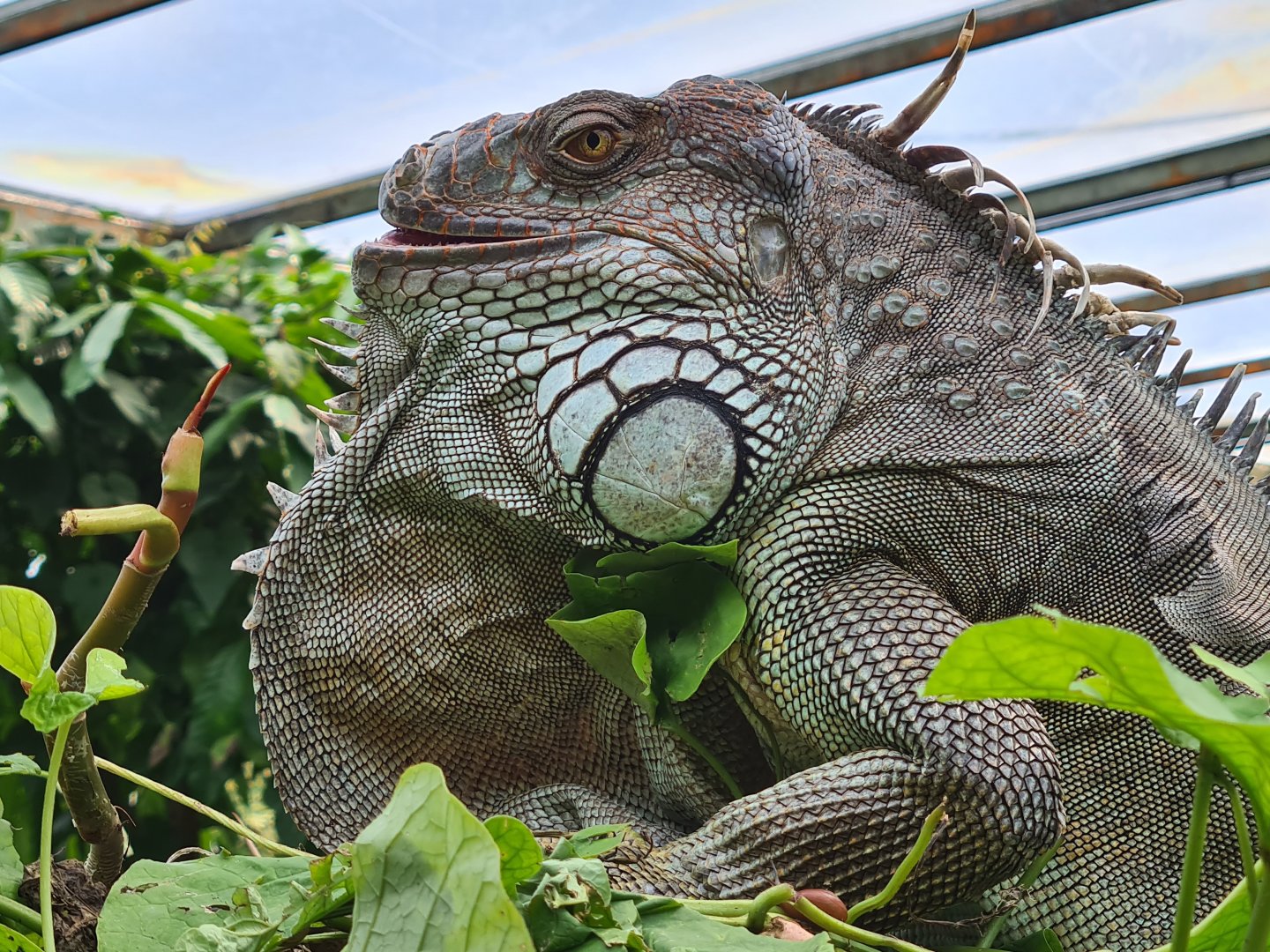 Burgers' Bush - Free-roaming green iguana