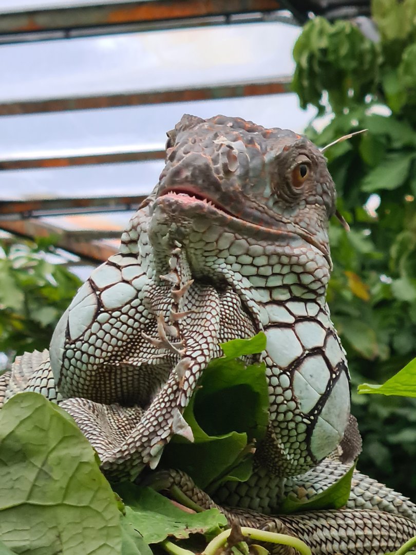 Burgers' Bush - Free-roaming green iguana