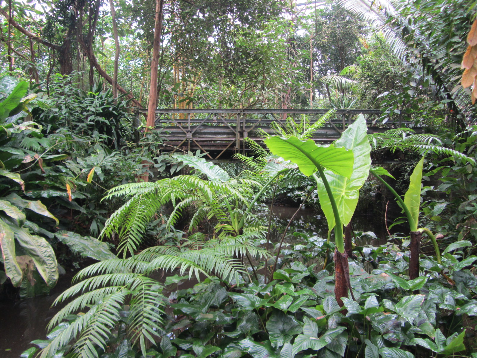 Burgers' Bush - General view